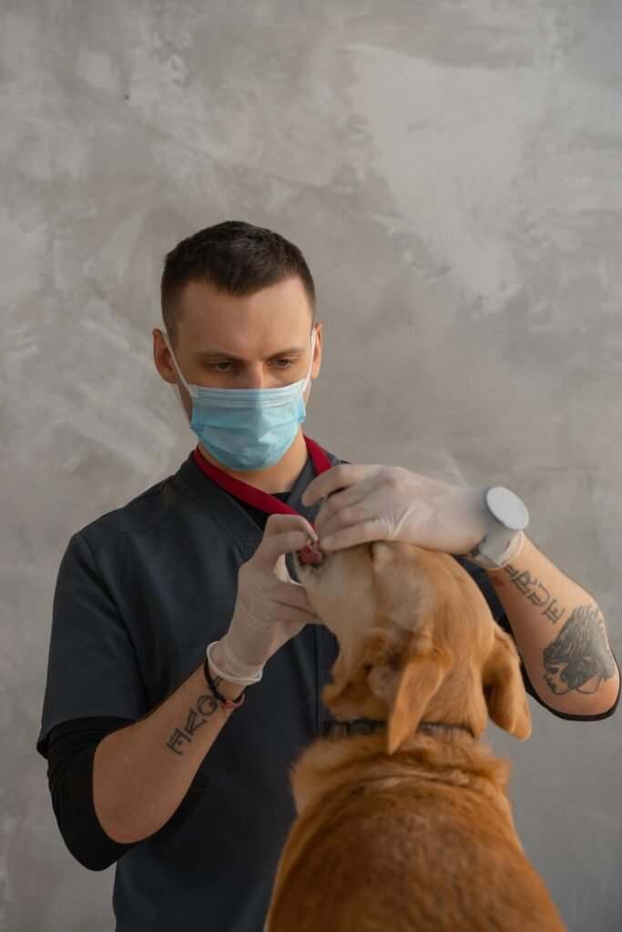 Veterinarian examining a dog's teeth during a checkup in a clinic.