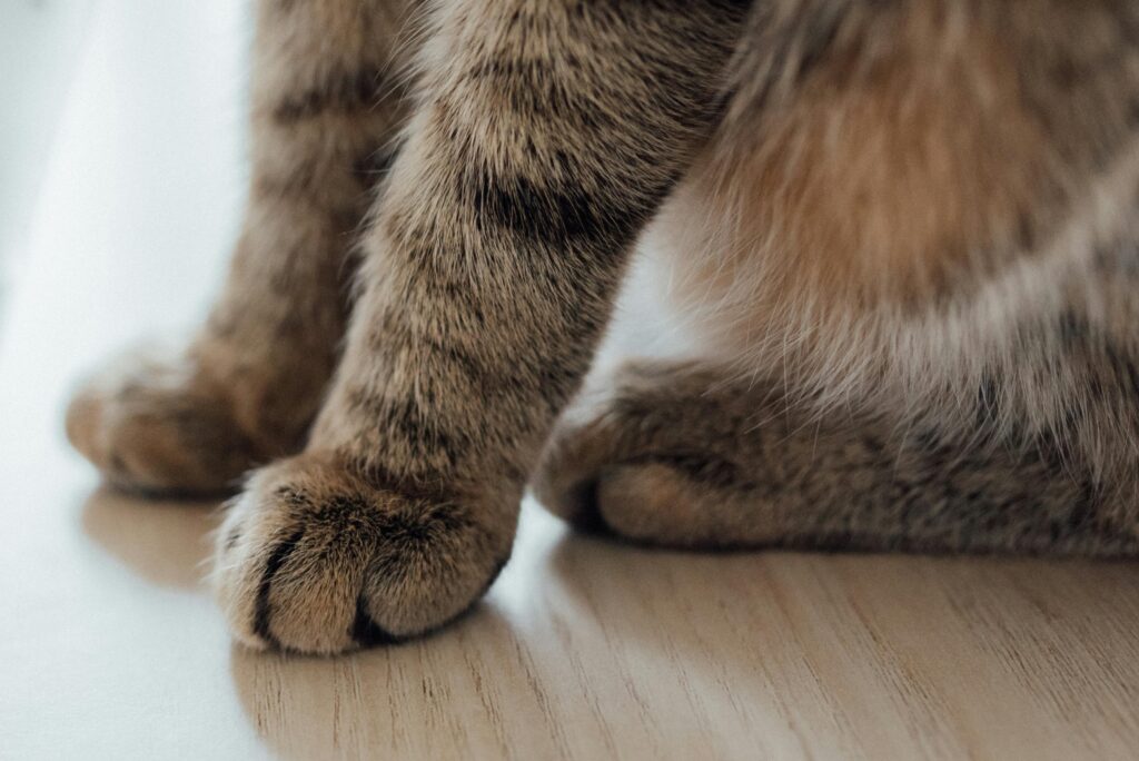 Adorable fluffy cat paws resting gently on a wooden floor.