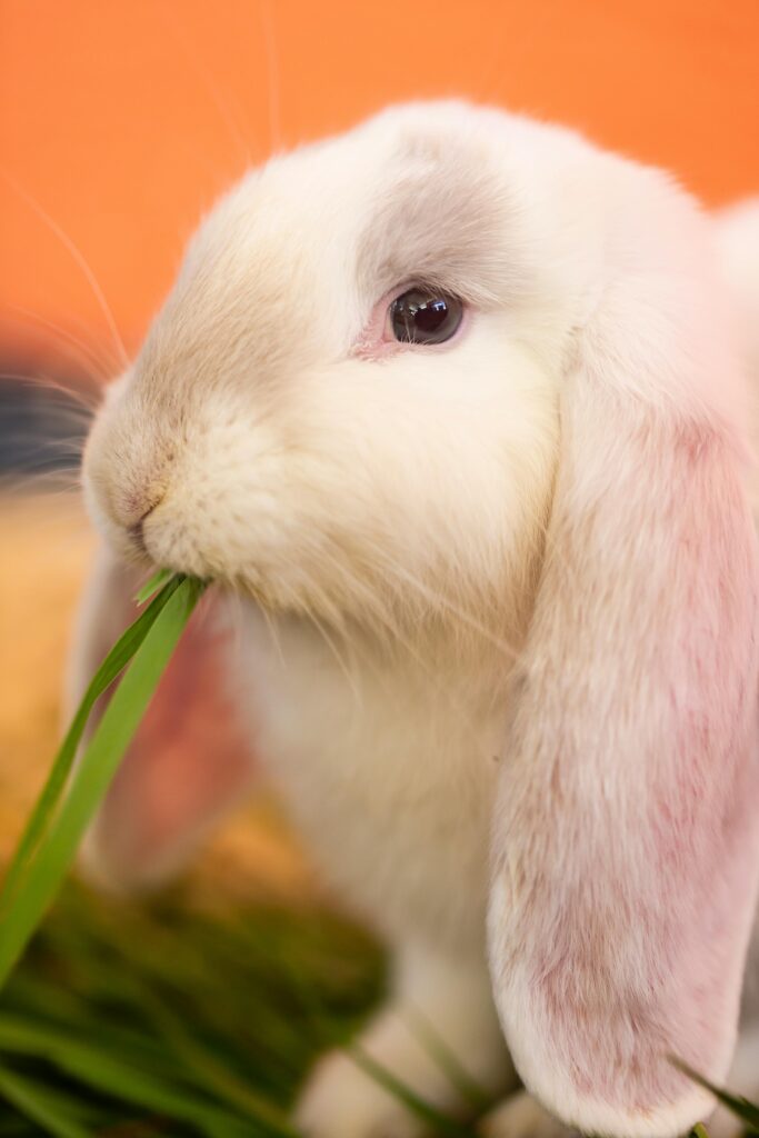 Charming close-up of a cute rabbit munching on green grass, showing its fluffy fur.