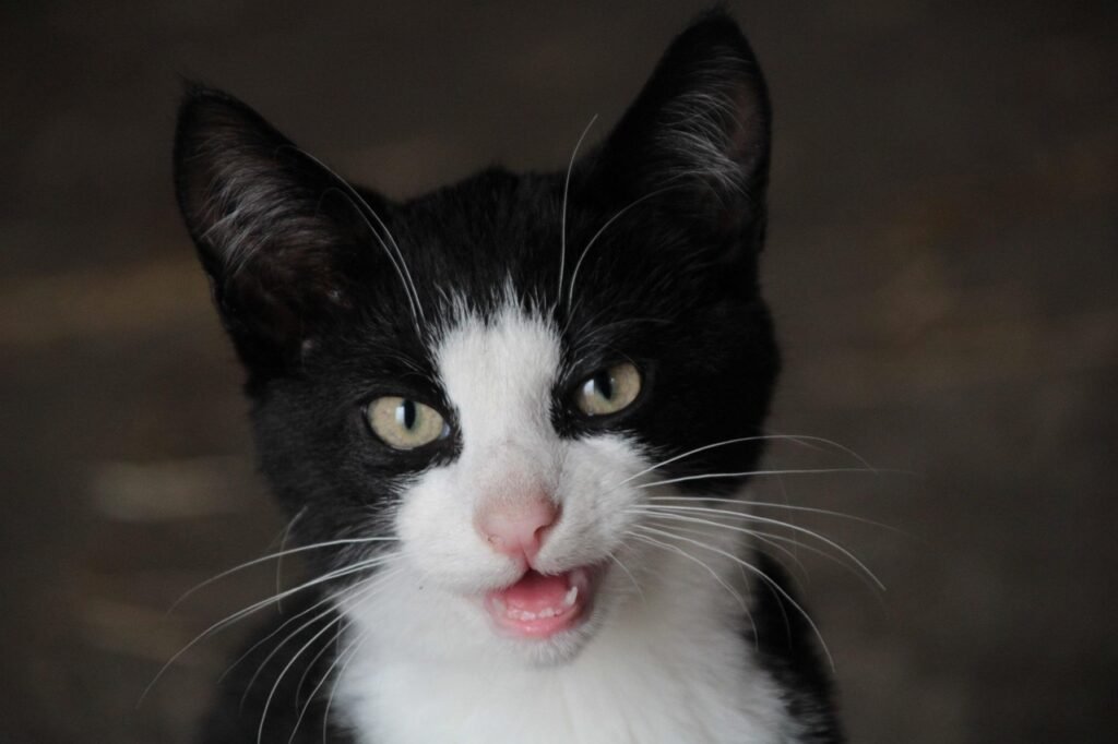 cat, animal, court, kitten, wildlife, cute, sighted, nature, fauna, dish, rural, fur, soft, small, smooch, straw, black and white, brown, dotted, domestic animal, meow, teeth, maul, infant