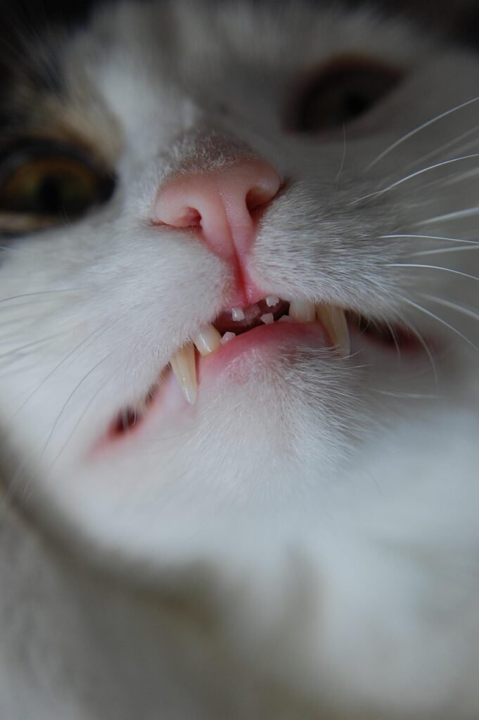 cat, feline, animal, pet, portrait, cute, domestic, mammal, nature, fur, kitty, scary, teeth, fangs, gray teeth