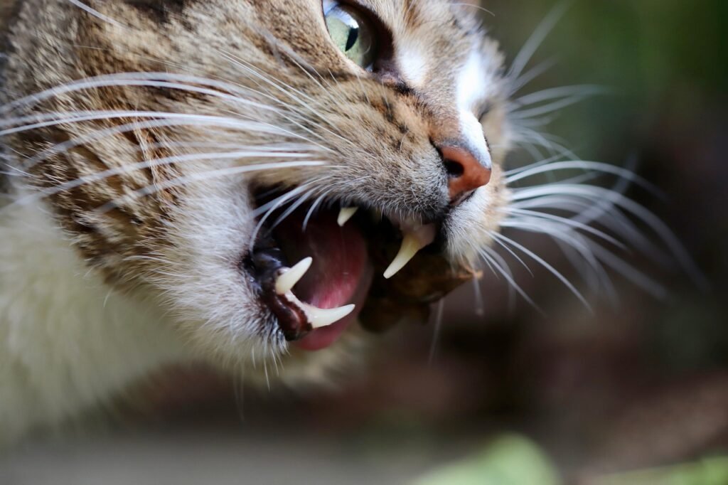 How Many Adult Teeth Do Cats Have? cat, teeth, domestic cat, domestic animal, mackerel, cat eyes, cat face, wolf down, whiskers, pet, animal, wildlife