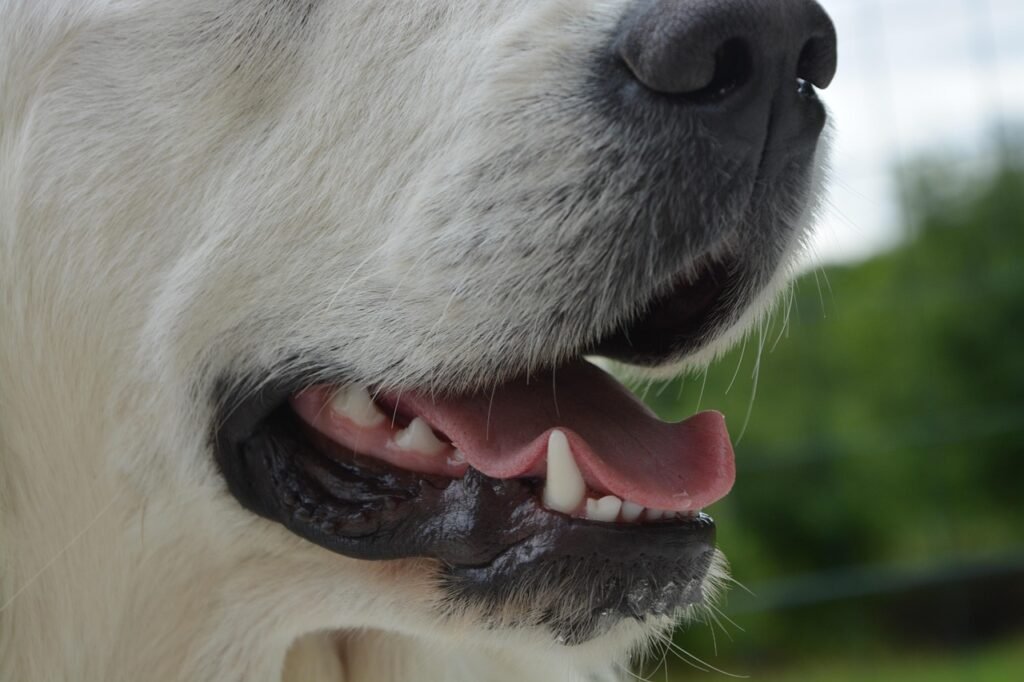 the mouth of a dog, fangs, pet, teeth, animal, tongue, dog