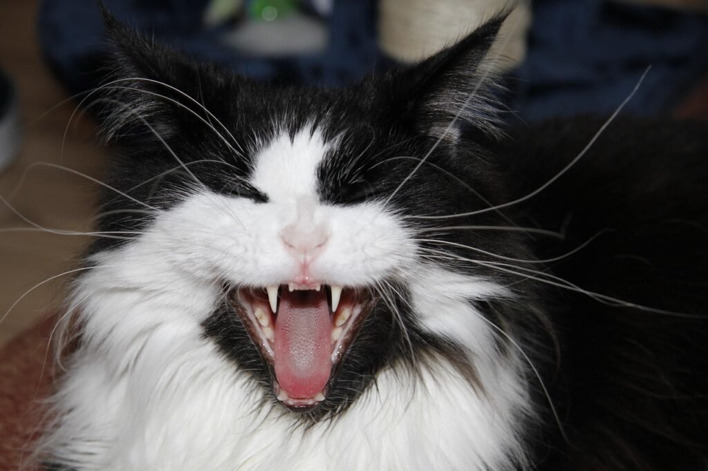 cat, animal, maul, yawning, pet, teeth, domestic cat, weary