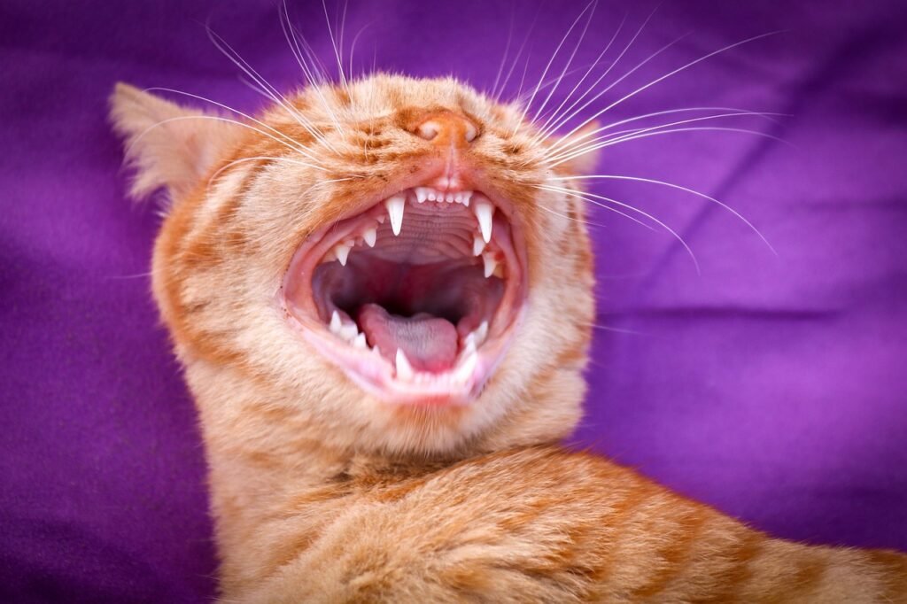 How Many Adult Teeth Do Cats Have? cat, domestic animal, head, mackerel, fur, domestic cat, pet, close up, yawning, denture, teeth, animal, animal portrait, red, weary, wild, predator teeth, predator