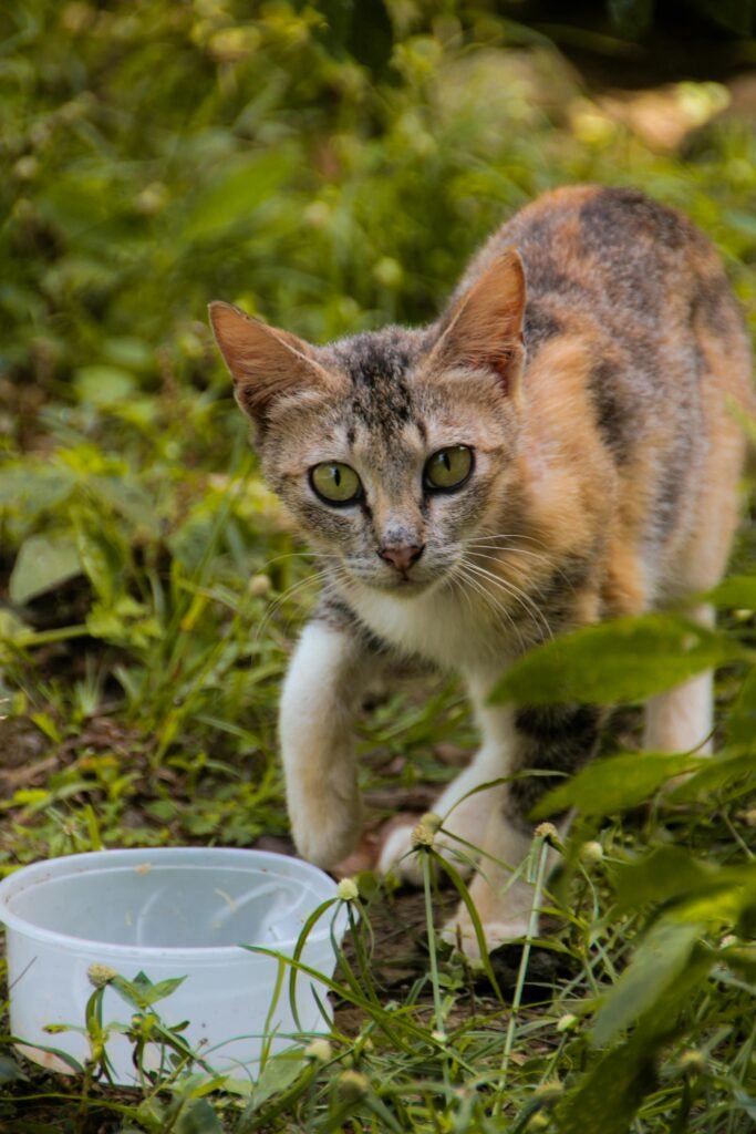A calico cat in a green garden looking at the camera beside a water bowl.
