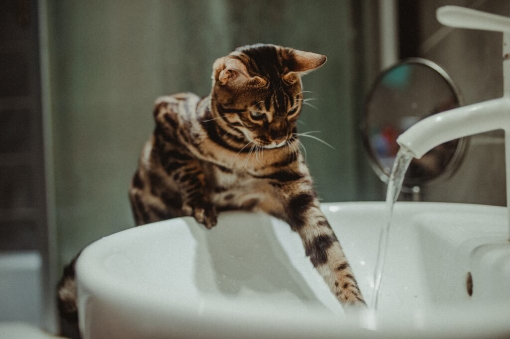 Can You Use Oatmeal Dog Shampoo on Cats? A Bengal cat engaging with running water from a faucet in a bathroom sink.