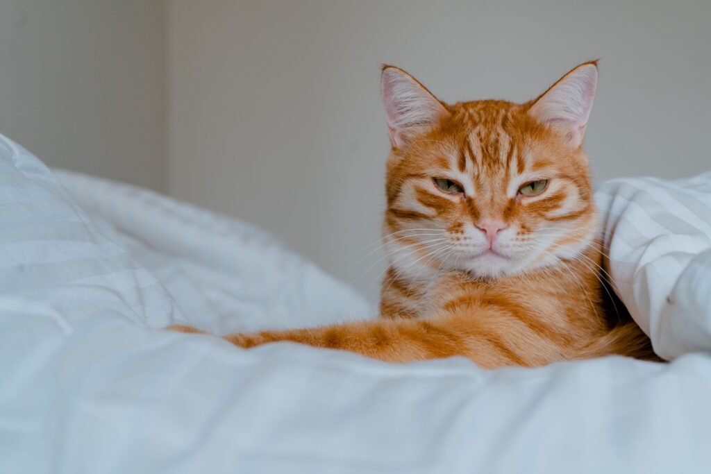 A ginger tabby cat comfortably lying on a bed, exuding relaxation and warmth.