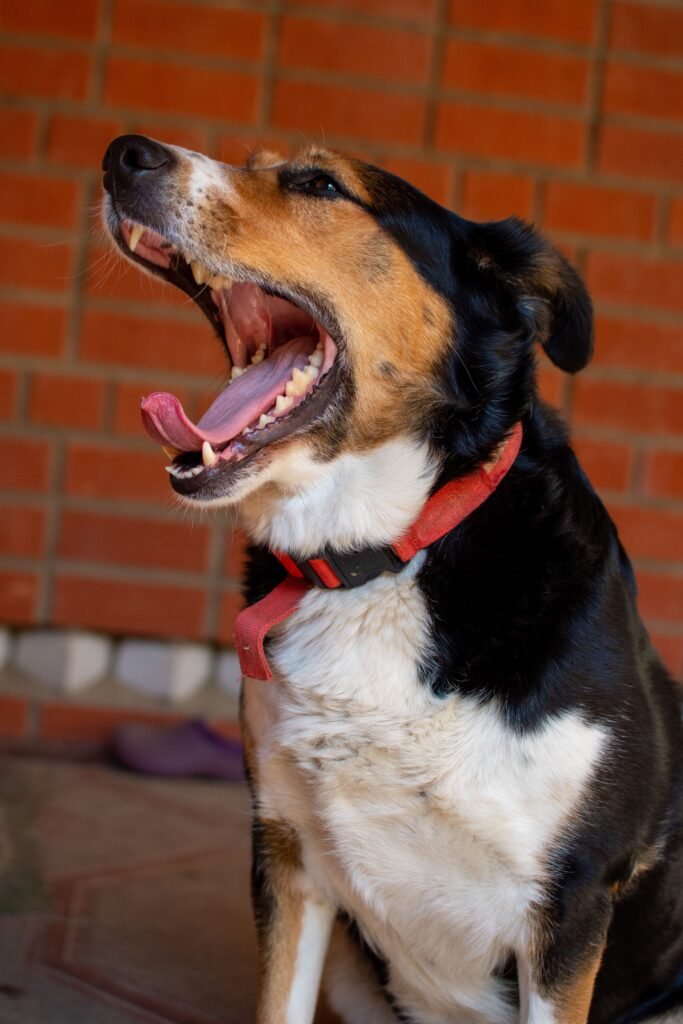 Do Older Dogs Lose Teeth? You Need to Know Before Your Dog Becomes Old Close-up of a yawning dog with a red collar against a brick wall, exuding a playful mood.