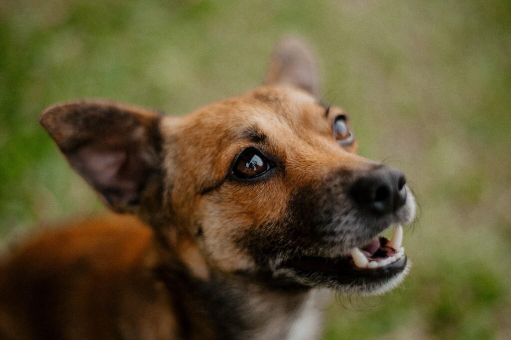Close-up of a joyful dog enjoying outdoors with a lively expression.