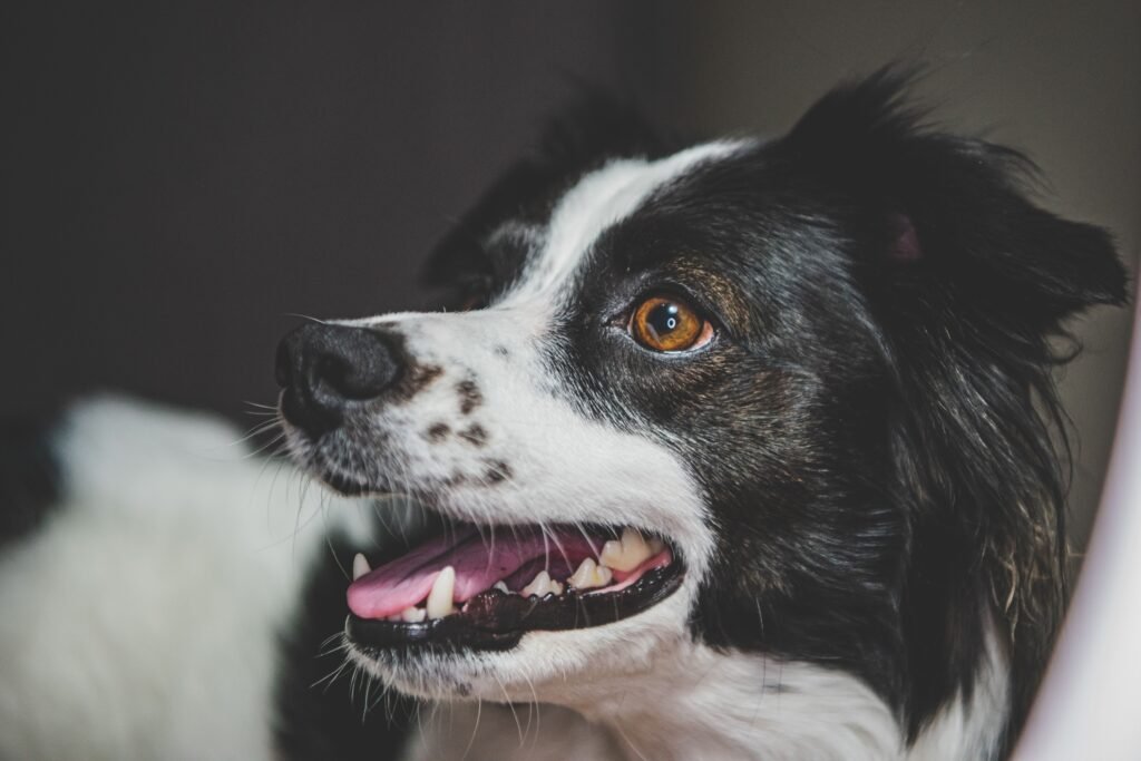 A joyful Border Collie dog with bright eyes and a playful expression indoors.