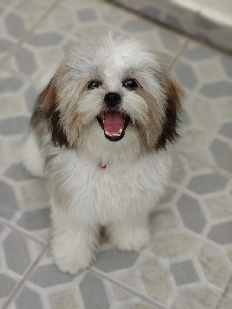 A cute Shih Tzu puppy with fluffy white and brown fur sitting on a tiled floor, looking cheerful.