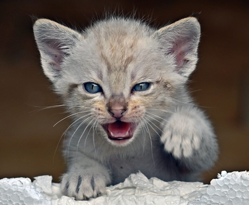 Close-up of a cute Siamese kitten with blue eyes playfully meowing indoors.
