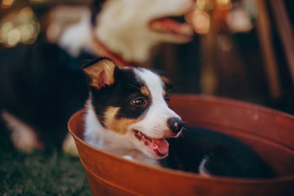 Adorable puppy in a basket enjoying a sunny day outdoors.