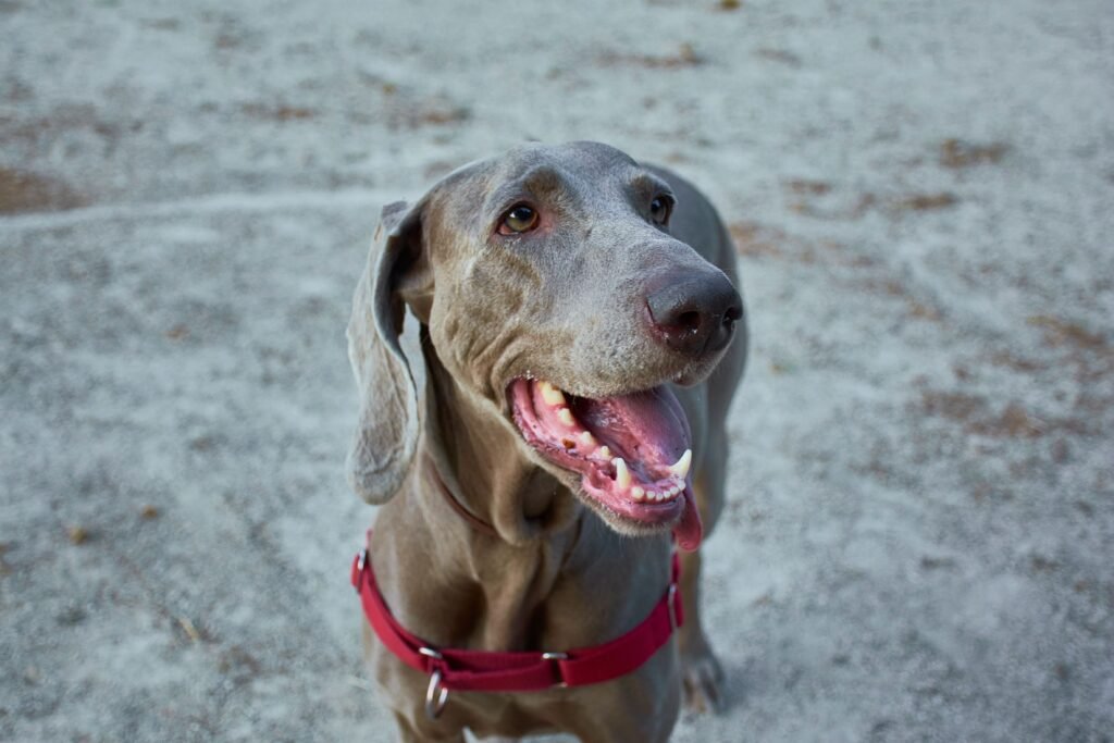 Do Older Dogs Lose Teeth? You Need to Know Before Your Dog Becomes Old A joyful Weimaraner dog with a red collar enjoying the outdoors.