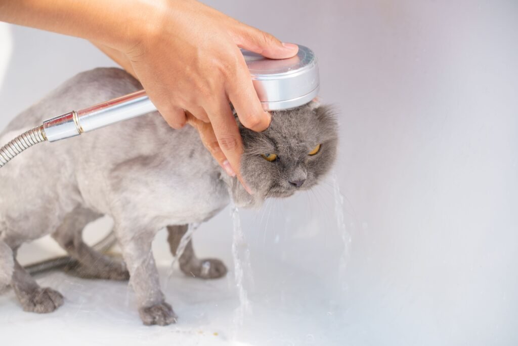 Can You Use Oatmeal Dog Shampoo on Cats? A gray Persian cat receives a gentle bath in a sink, showcasing domestic pet care.