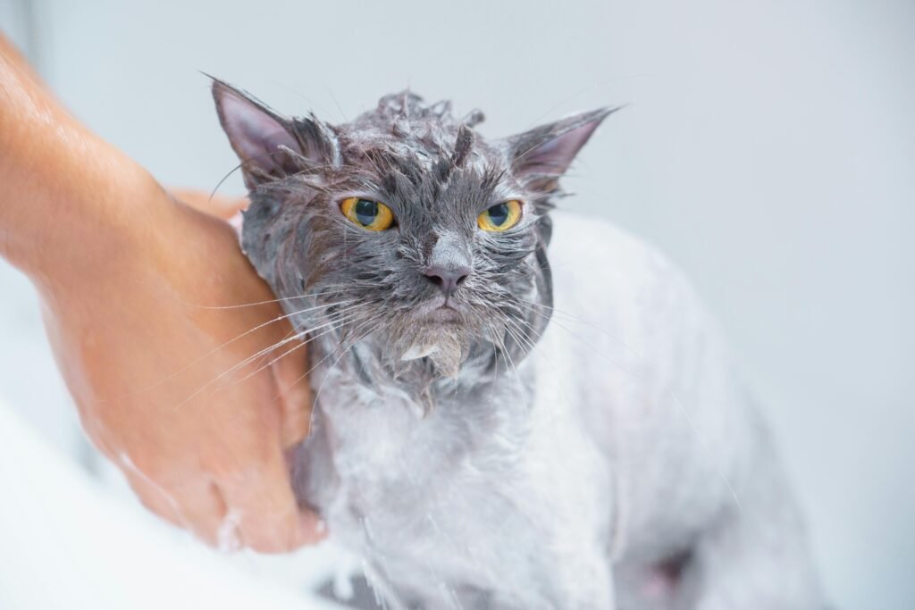 Can You Use Oatmeal Dog Shampoo on Cats? Close-up of a gray cat receiving a bath, highlighting pet care and hygiene.