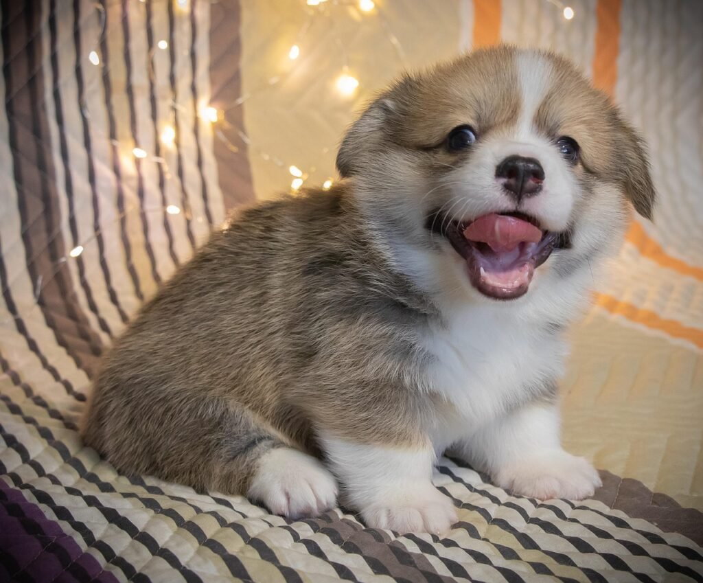 welsh corgi pembroke, corgi, dog, puppy, pet, animal, cute, doggy, adorable, pedigree, happy, small, friend, little, young, purebred, shepherd, funny, look, child, eyes, tongue, open mouth, baby, face, corgi, corgi, corgi, corgi, corgi, puppy
