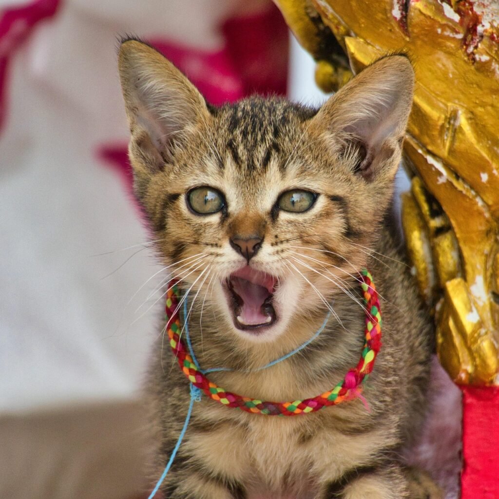 When Do Cats Lose Their Baby Teeth? cat, pet, collar, animal, yawning, teeth, kitten