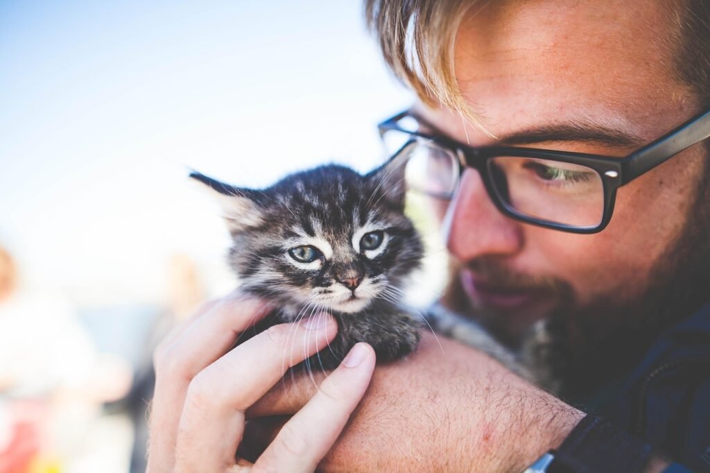 When Do Cats Lose Their Baby Teeth? man, kitten, pet, owner, kitty, tabby, cat, gray tabby, tabby cat, adorable, animal, cute, feline, caring, hands, nature, holding, portrait