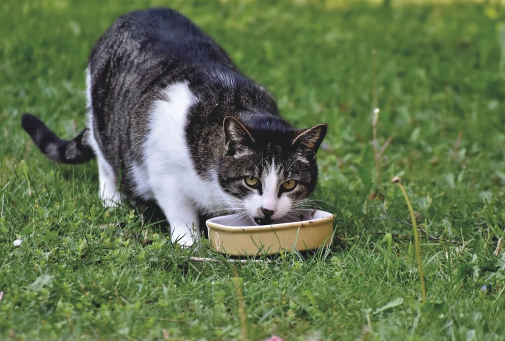 A domestic cat eats from a bowl on lush green grass, enjoying a meal outdoors.