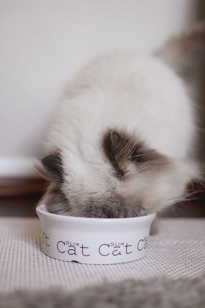 Is Wet Food Good for Cats? Benefits, Risks, and When It's the Better Choice Close-up of a fluffy ragdoll cat eating from a cat bowl indoors.