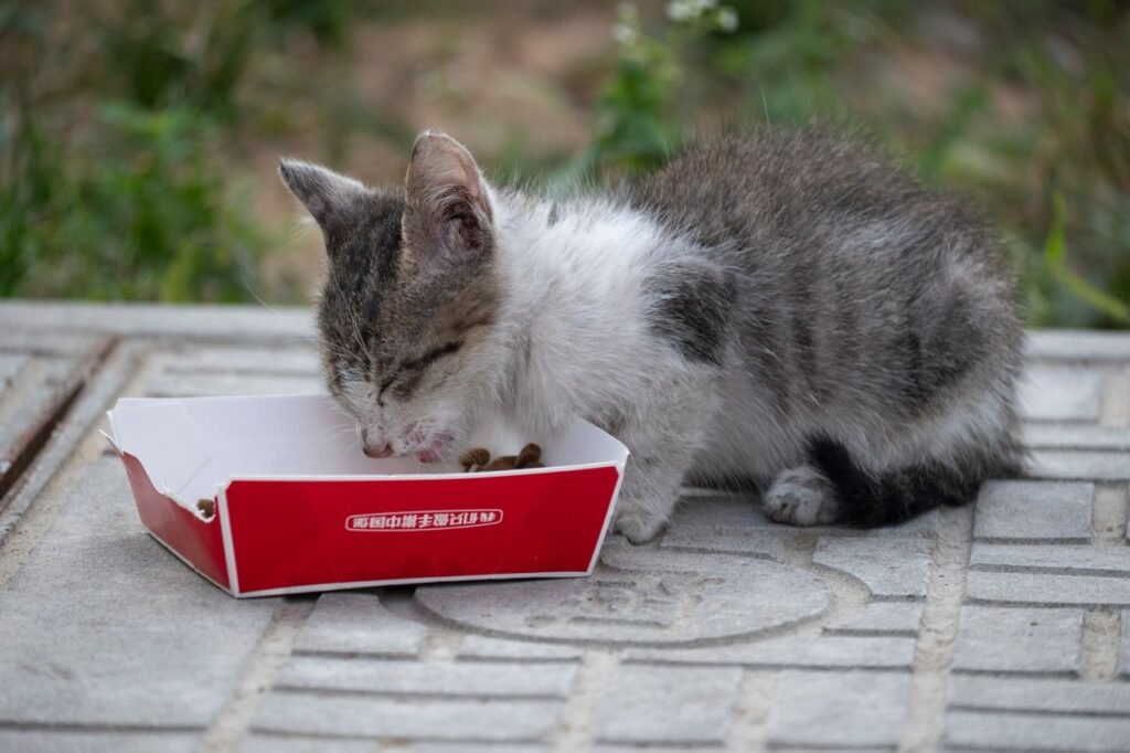 A young kitten enjoys its meal from a red box outdoors, capturing a charming moment.