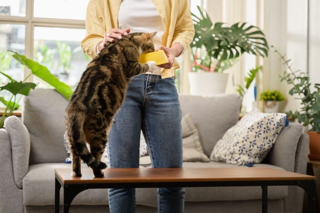 A woman feeds her pet cat indoors, showcasing trust and bonding in a cozy home setting.