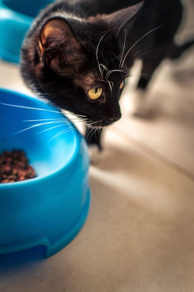 A curious black cat exploring near a blue food bowl indoors with natural light.