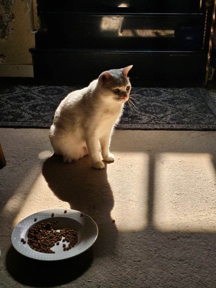 White cat sitting on a carpet near a bowl of dry food, illuminated by sunlight.