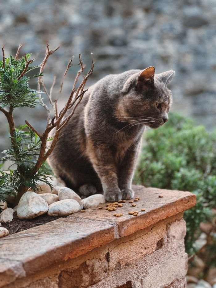 A calm cat sitting on a brick ledge surrounded by garden plants, outdoors.