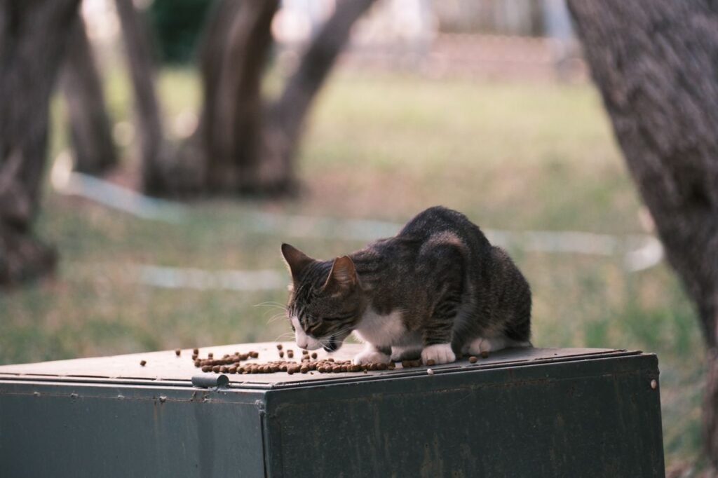 A cute tabby cat enjoys kibble on a box in a park in İzmir, Türkiye. Natural and serene environment.