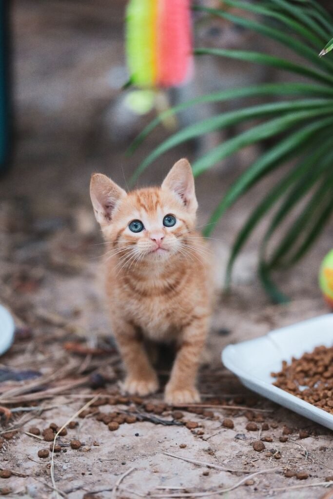 Adorable ginger kitten looking up outdoors with food bowls nearby in a garden setting.