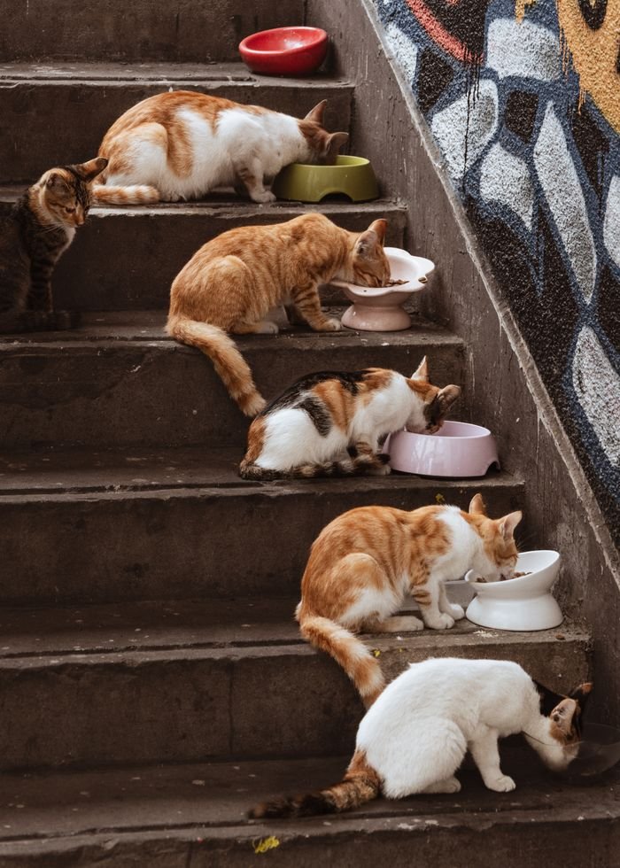 Seven cats enjoy their meals on a graffiti-adorned staircase, creating an urban pet scene.