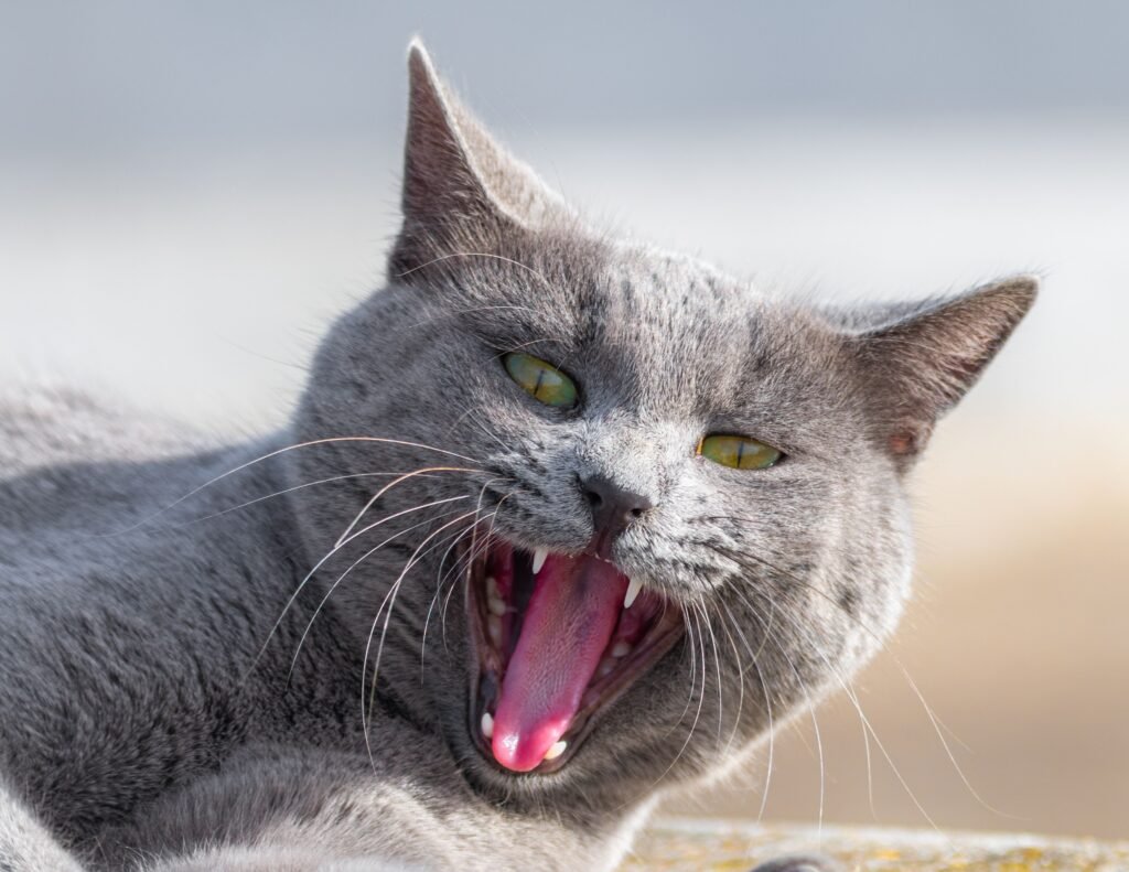 A gray cat yawns in a sunlit outdoor setting, showcasing its sharp fangs and green eyes.