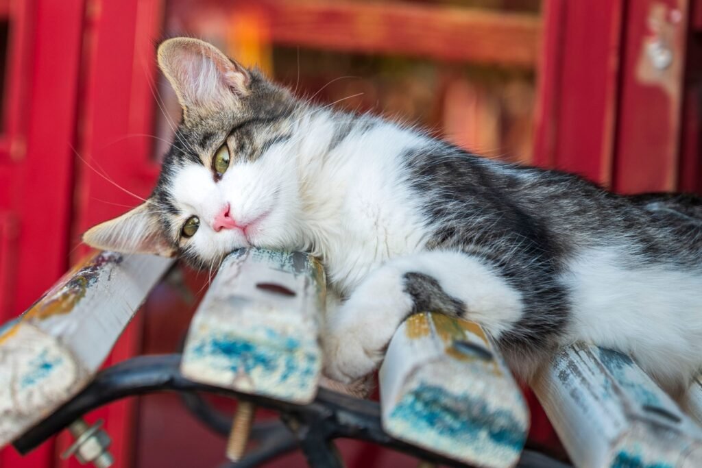A fluffy cat rests comfortably on a rustic wooden bench with a vibrant red background.