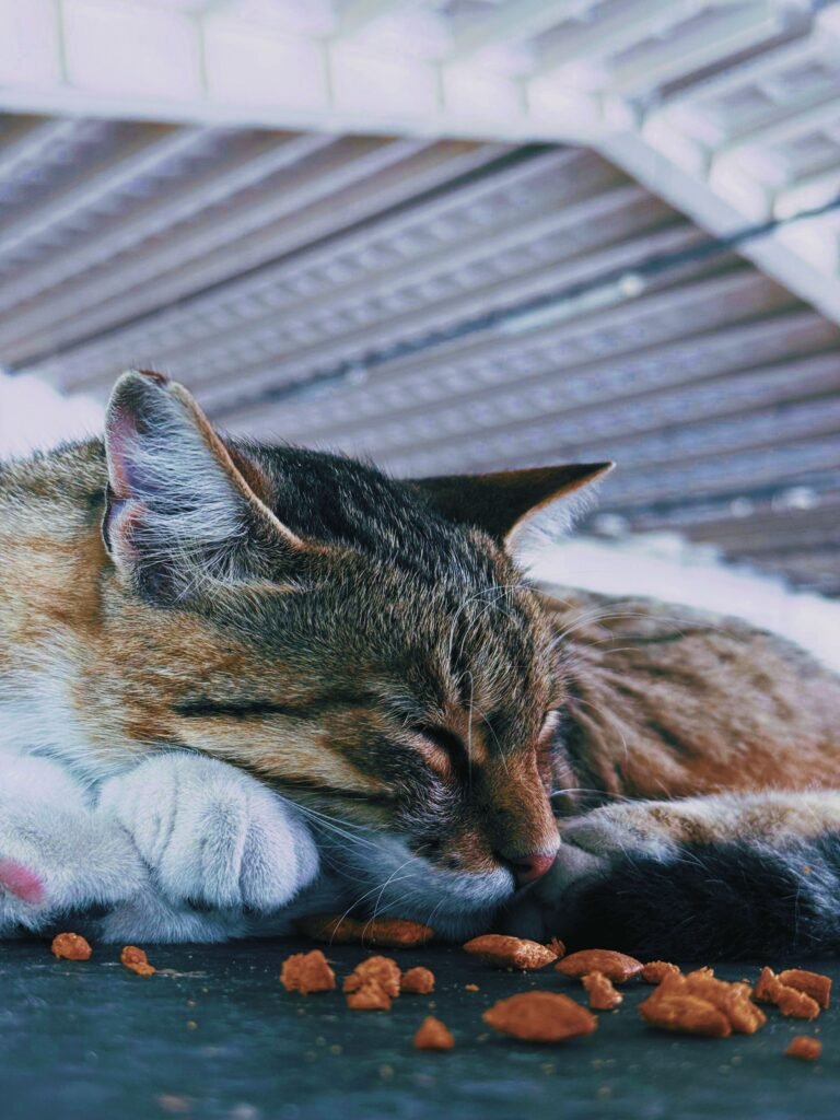 A street cat sleeping peacefully next to dry cat food in Istanbul.