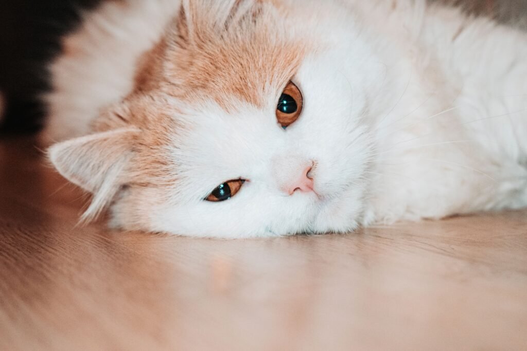 Close-up of a fluffy domestic cat lying down on a wooden floor, looking relaxed and comfortable.