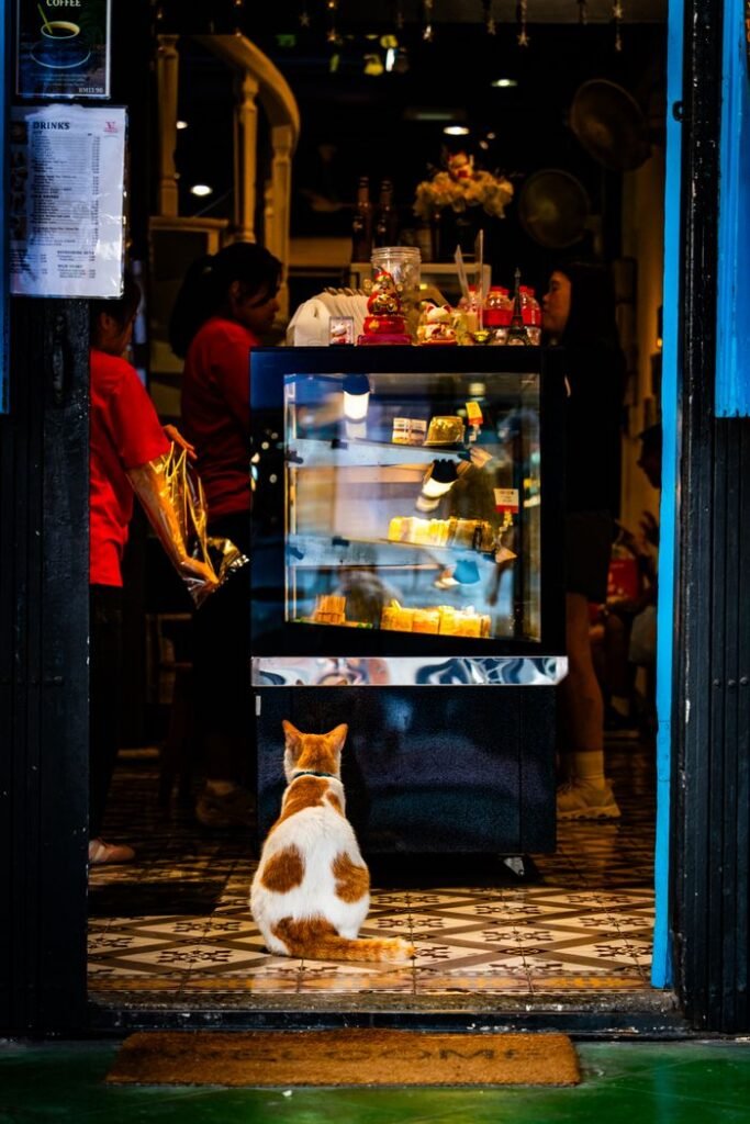 A cat sits at the entrance of a café, looking inside at the activity and warm lighting.