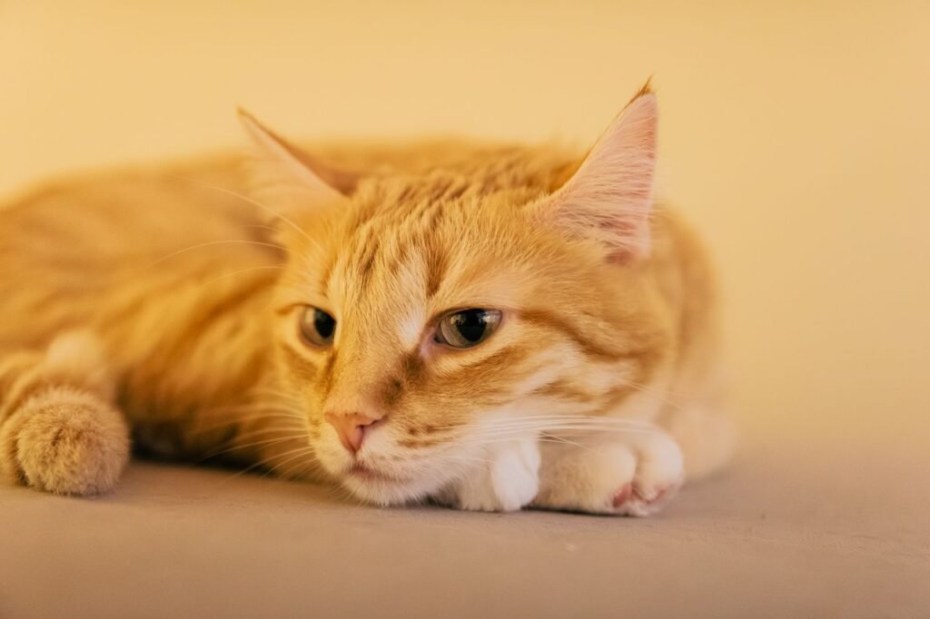 A serene ginger tabby cat resting indoors, captured in warm tones.