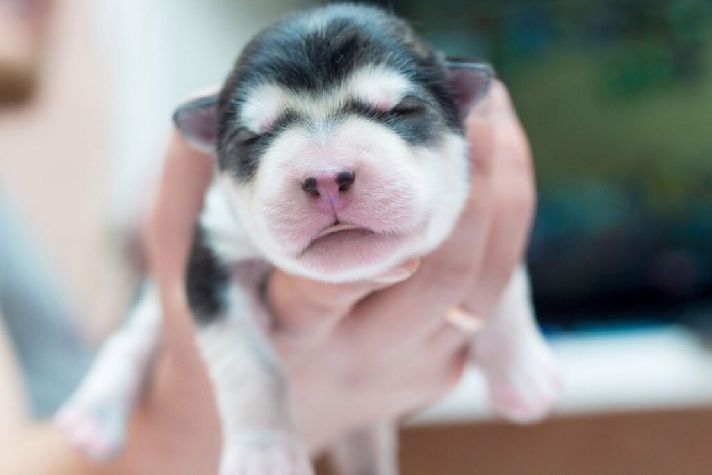 A cute newborn puppy being gently held in human hands indoors.