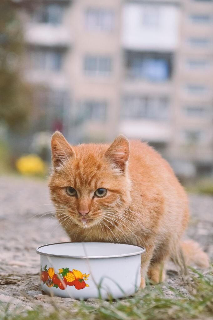 Adorable orange cat drinking milk from a bowl in an outdoor urban setting.