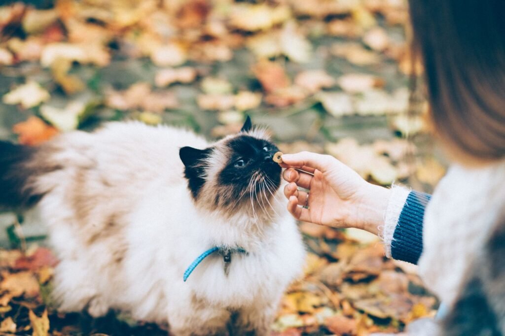 A fluffy cat being fed outdoors during the fall season.