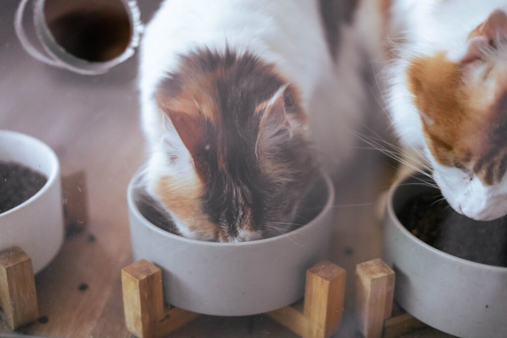 Is Wet Food Good for Cats? Benefits, Risks, and When It's the Better Choice Two domestic cats eating from bowls in a cozy home setting.