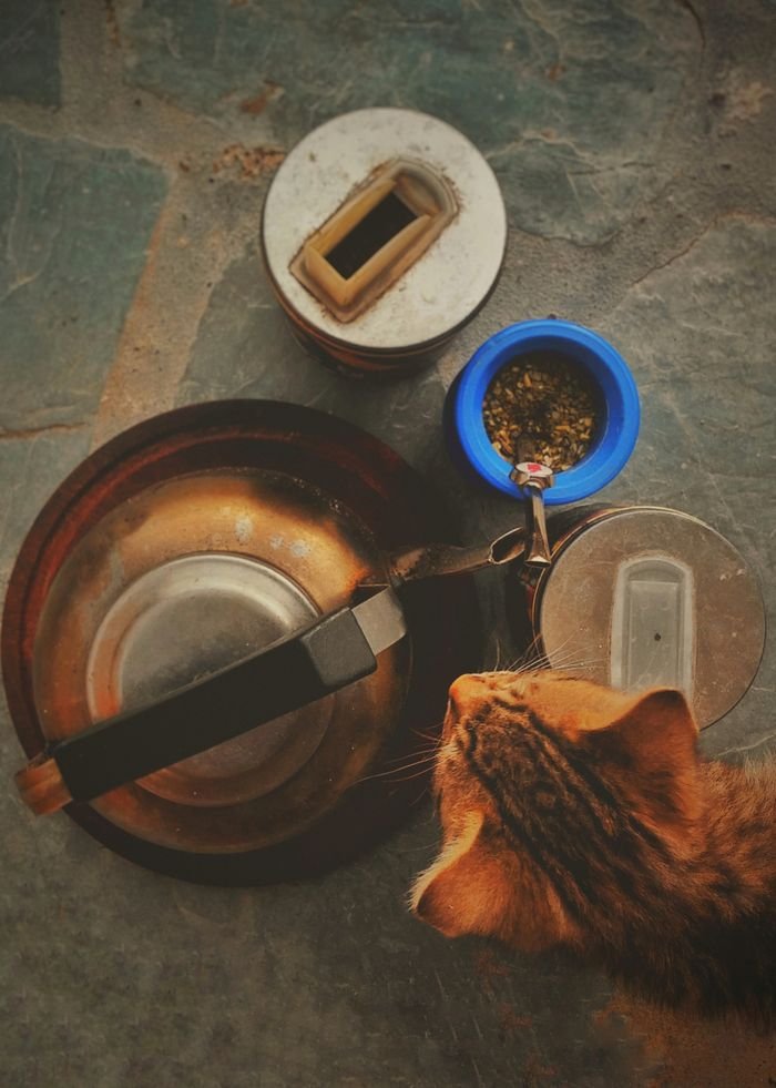 Is Wet or Dry Food Better for Cats? A tabby cat explores a vintage kettle and containers indoors.