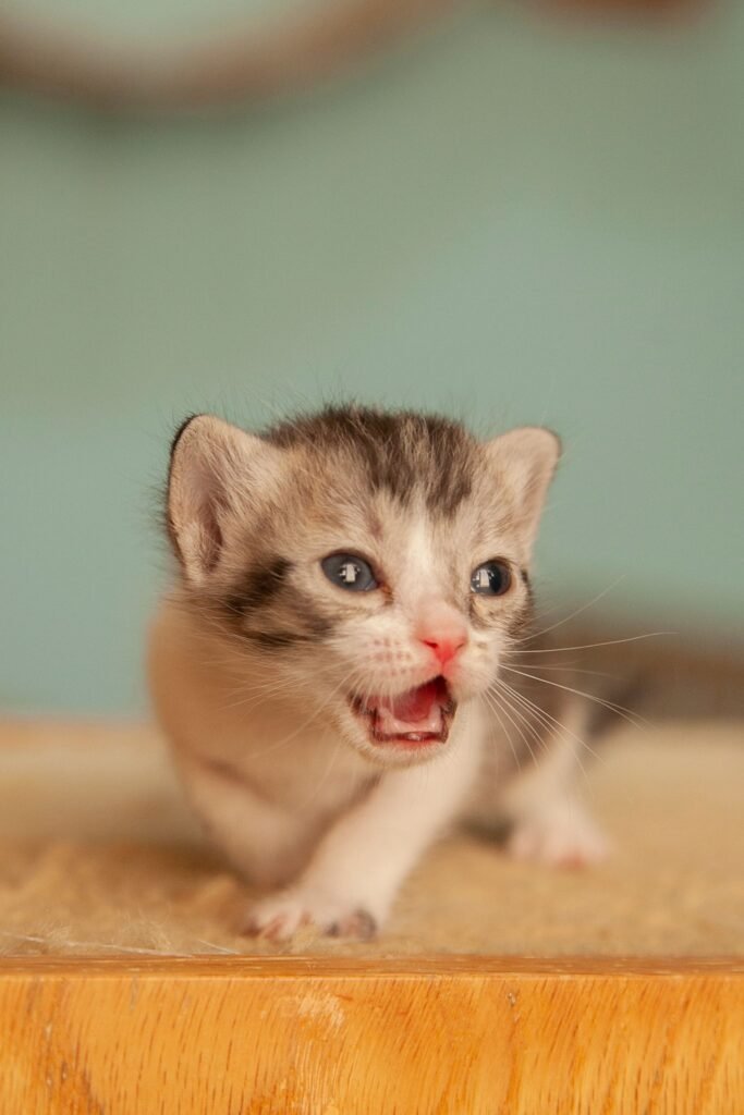 Cute newborn kitten with open mouth and whiskers displaying curiosity and cuteness.