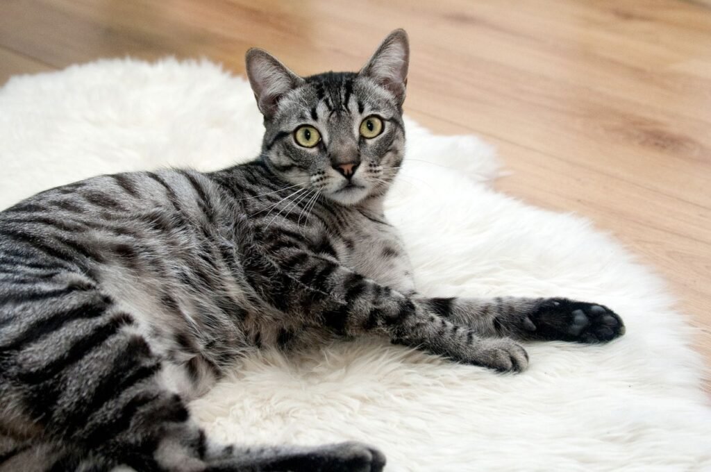 A cute grey tabby cat lying on a fluffy white rug indoors.