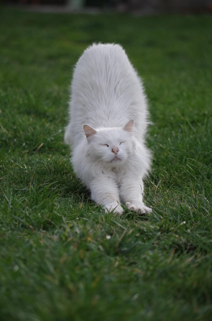 white, cat, animal, pet, the animal, section, back