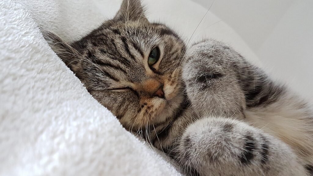 cat, fur, white, eye, cat's eye, ears, pet, cat ears, cat ear, domestic animal, puss, close up, head, kitten, cat face, cute, playful, animal, sweet, nature, fine