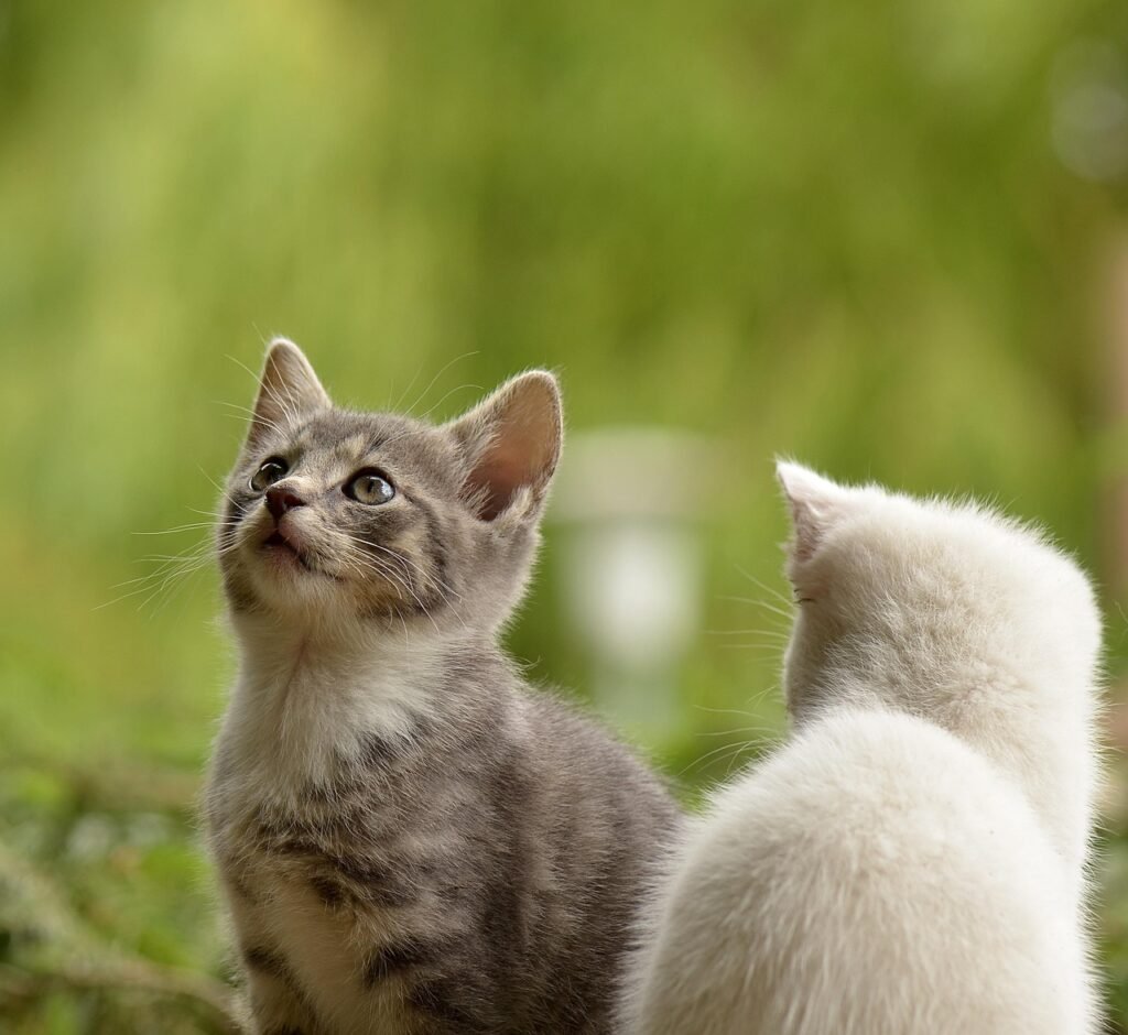 kittens, felines, pets, young animals, curious, mammals, animals, portrait, cat portrait, domestic, nature, domestic cats, cats
